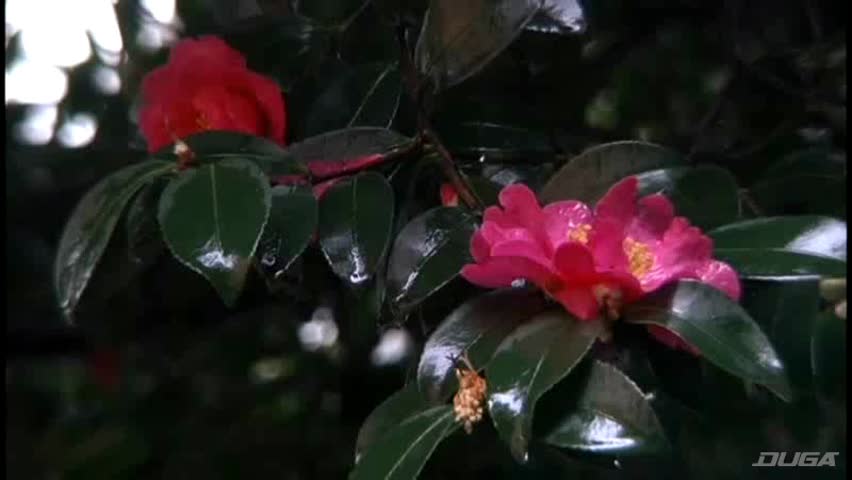 好色ババア下宿 浅倉彩音