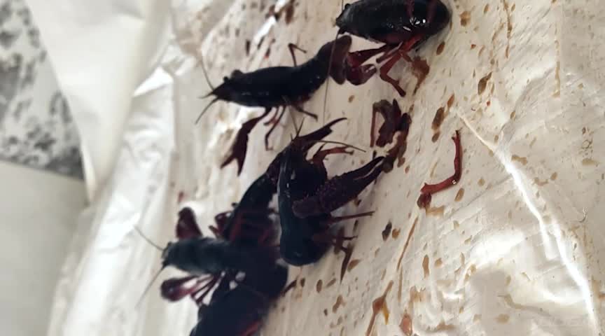 あみちゃんのパンプスでザリガニ駆除 VOL1