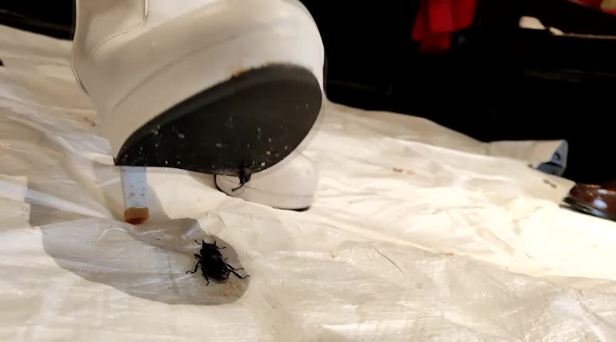 カラーガード隊めいちゃんの白ブーツでクワガタCRUSH