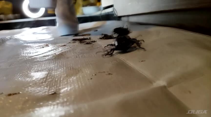 みくちゃんのマーチングバンド隊でカブトムシCRUSH VOL1